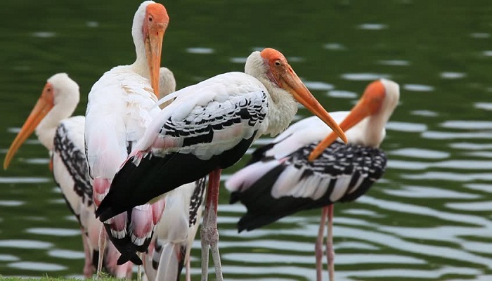 Keoladeo Ghana National Park Bharatpur