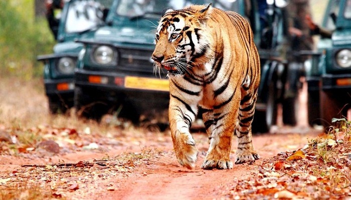 Ranthambore Wildlife Safari