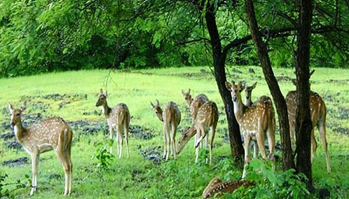 Sariska National Park Alwar