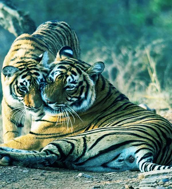 Jaipur Ranthambore Tour