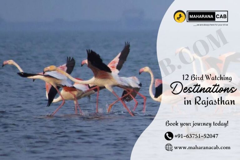 12 Bird Watching Destinations in Rajasthan - Maharana Cab