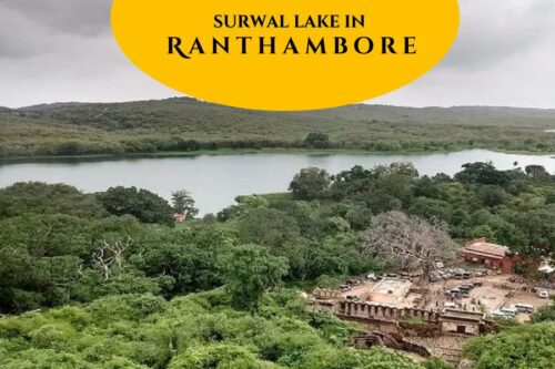 Surwal Lake in Ranthambore