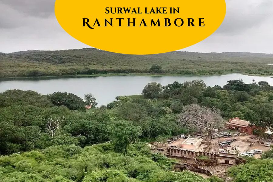 Surwal Lake in Ranthambore
