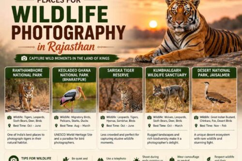 Wildlife Photography in Rajasthan